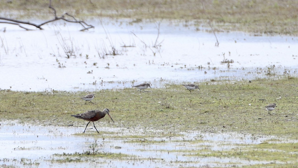 Hudsonian Godwit - ML619926444