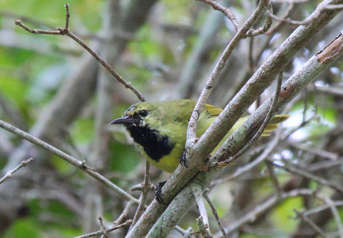 Plain-backed Sunbird - ML619926446