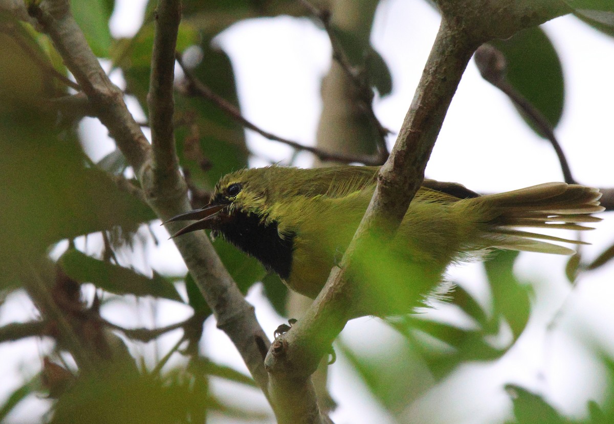 Plain-backed Sunbird - ML619926449