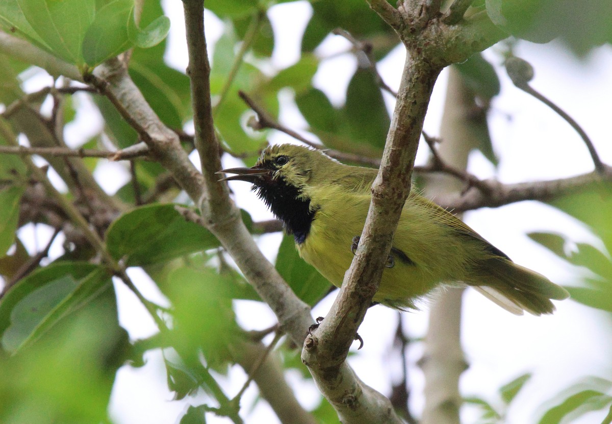 Plain-backed Sunbird - ML619926450