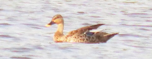 Indian Spot-billed Duck - ML619926451