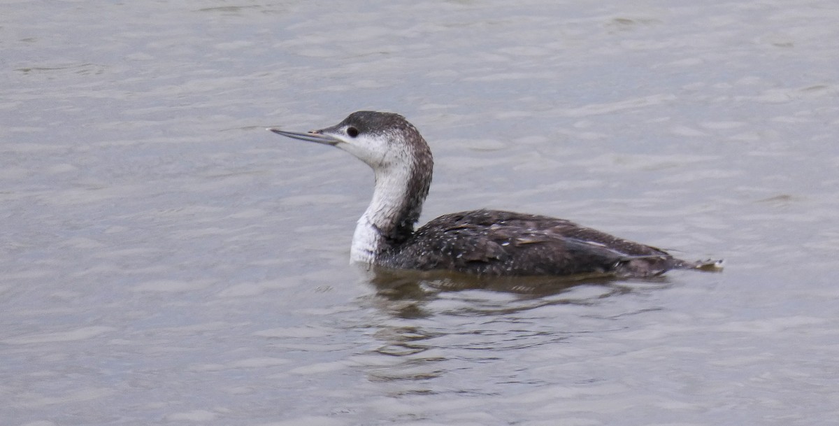 Red-throated Loon - ML619926452