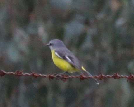 Eastern Yellow Robin - ML619926455