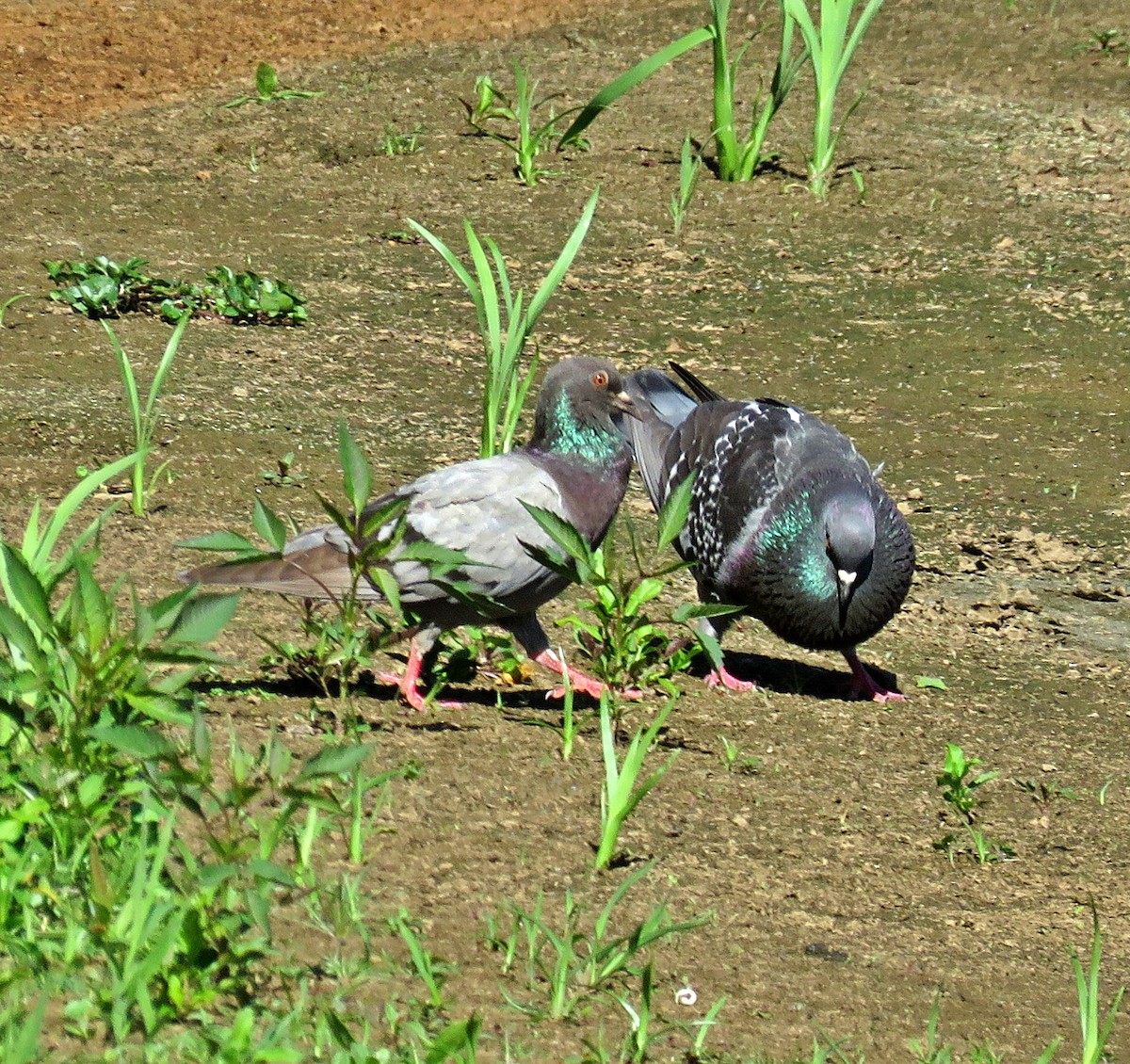 Rock Pigeon (Feral Pigeon) - ML619926457