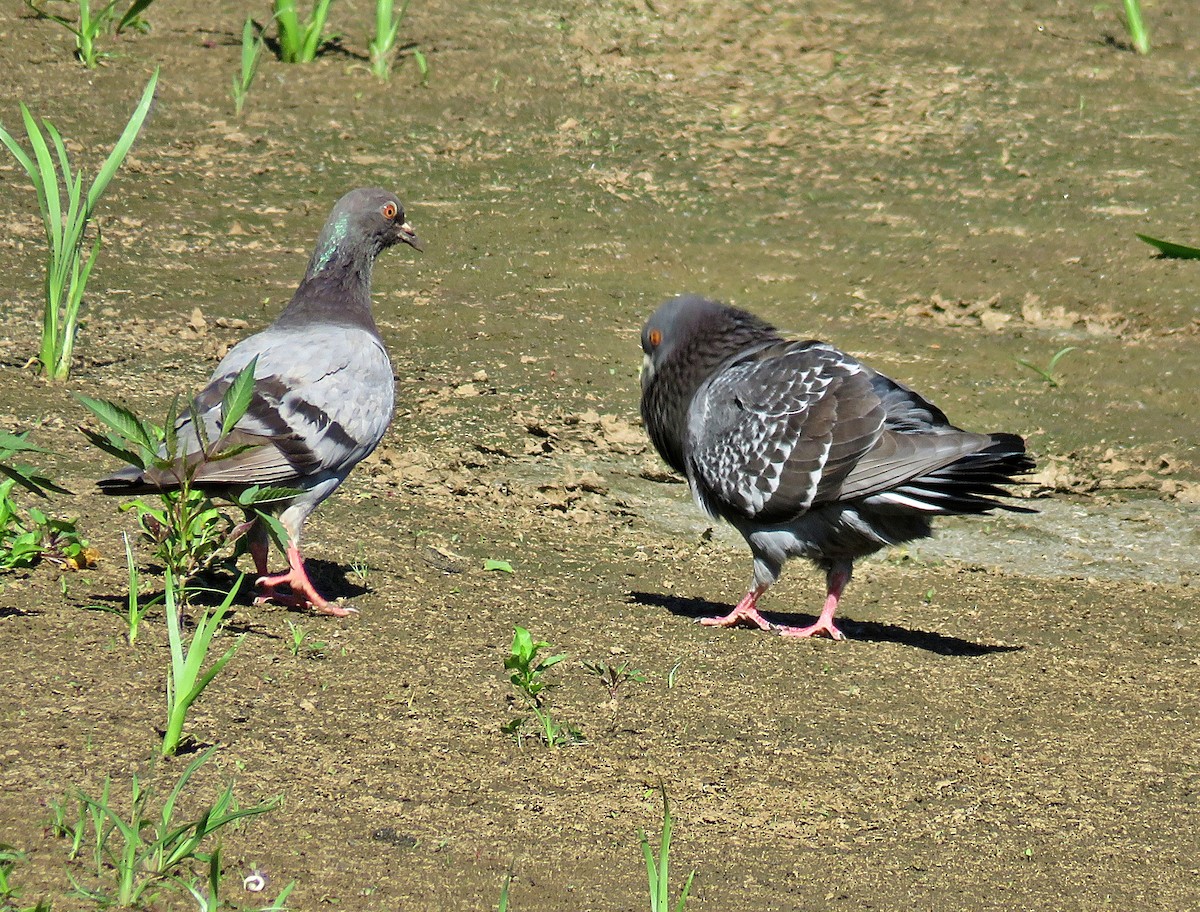 Rock Pigeon (Feral Pigeon) - ML619926458