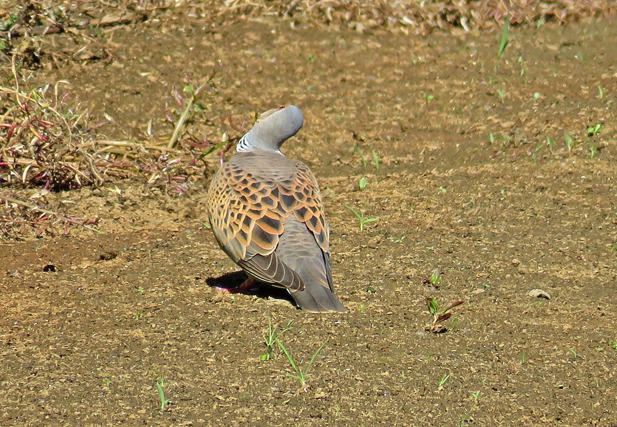 European Turtle-Dove - ML619926466