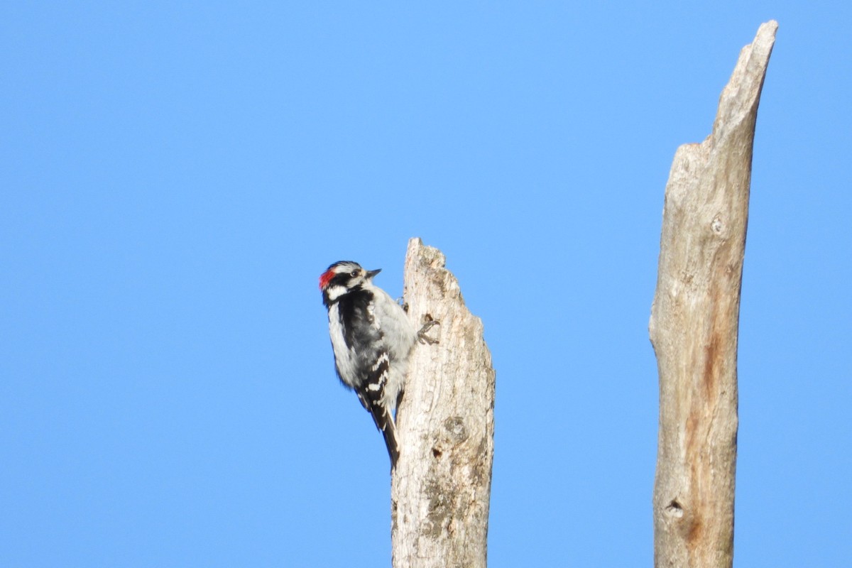 Downy Woodpecker - ML619926467