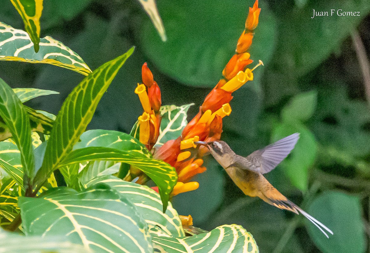 kolibřík dlouhoocasý - ML619926468