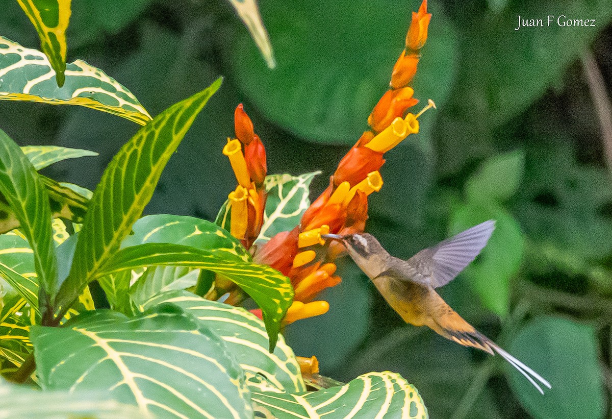 Tawny-bellied Hermit - ML619926468