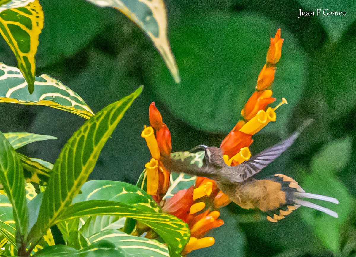 Tawny-bellied Hermit - ML619926469