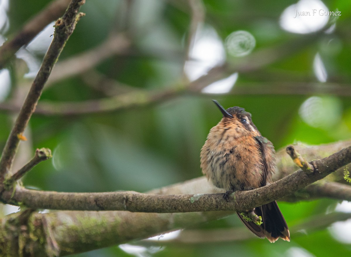Speckled Hummingbird - ML619926472