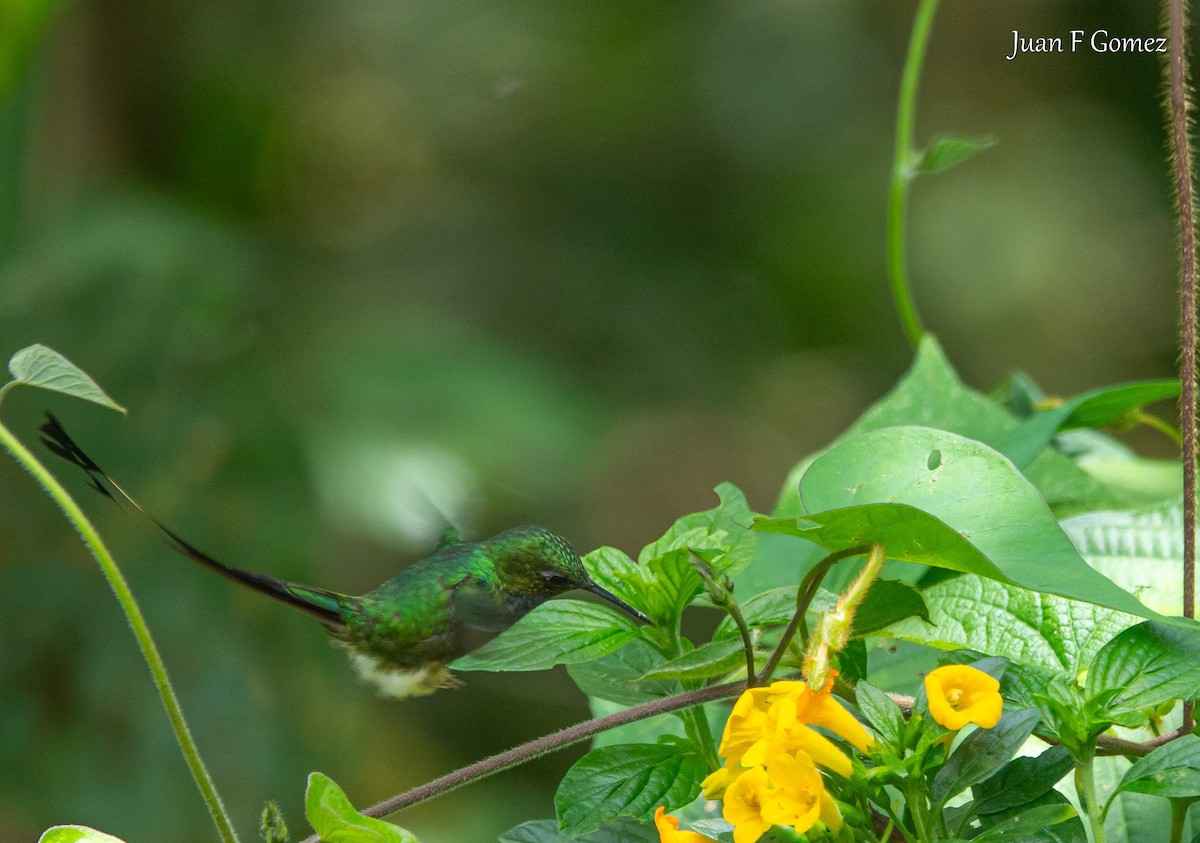 Colibrí de Raquetas Faldiblanco - ML619926474