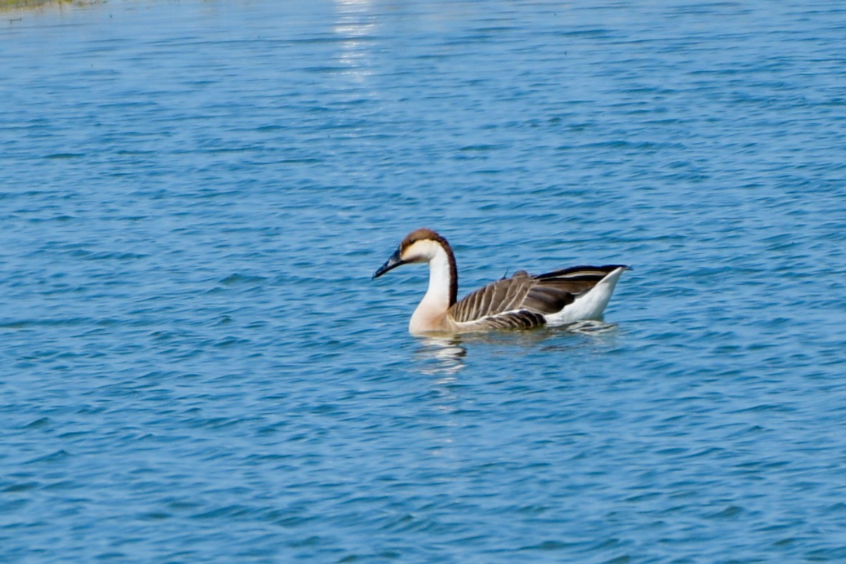 Swan Goose - ML619926477