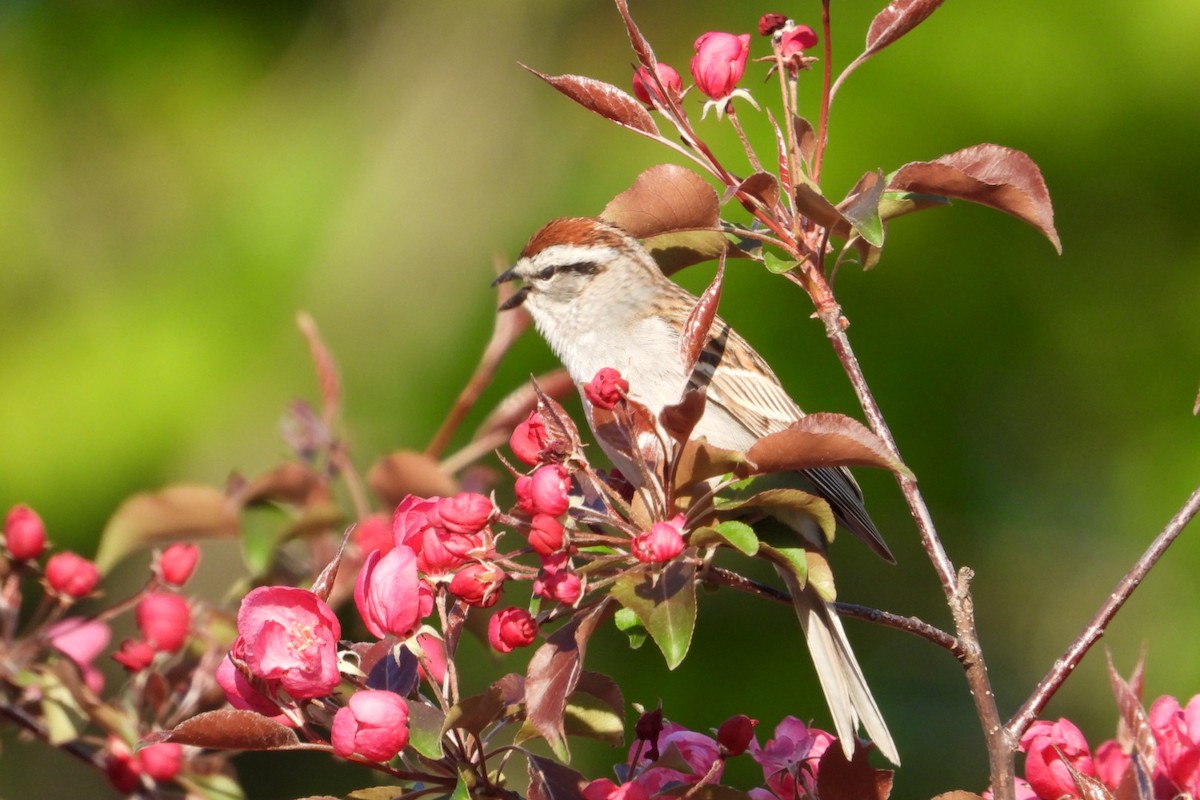 Chipping Sparrow - ML619926479