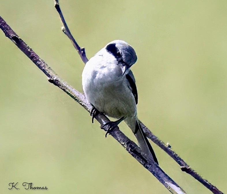 Loggerhead Shrike - ML619926483