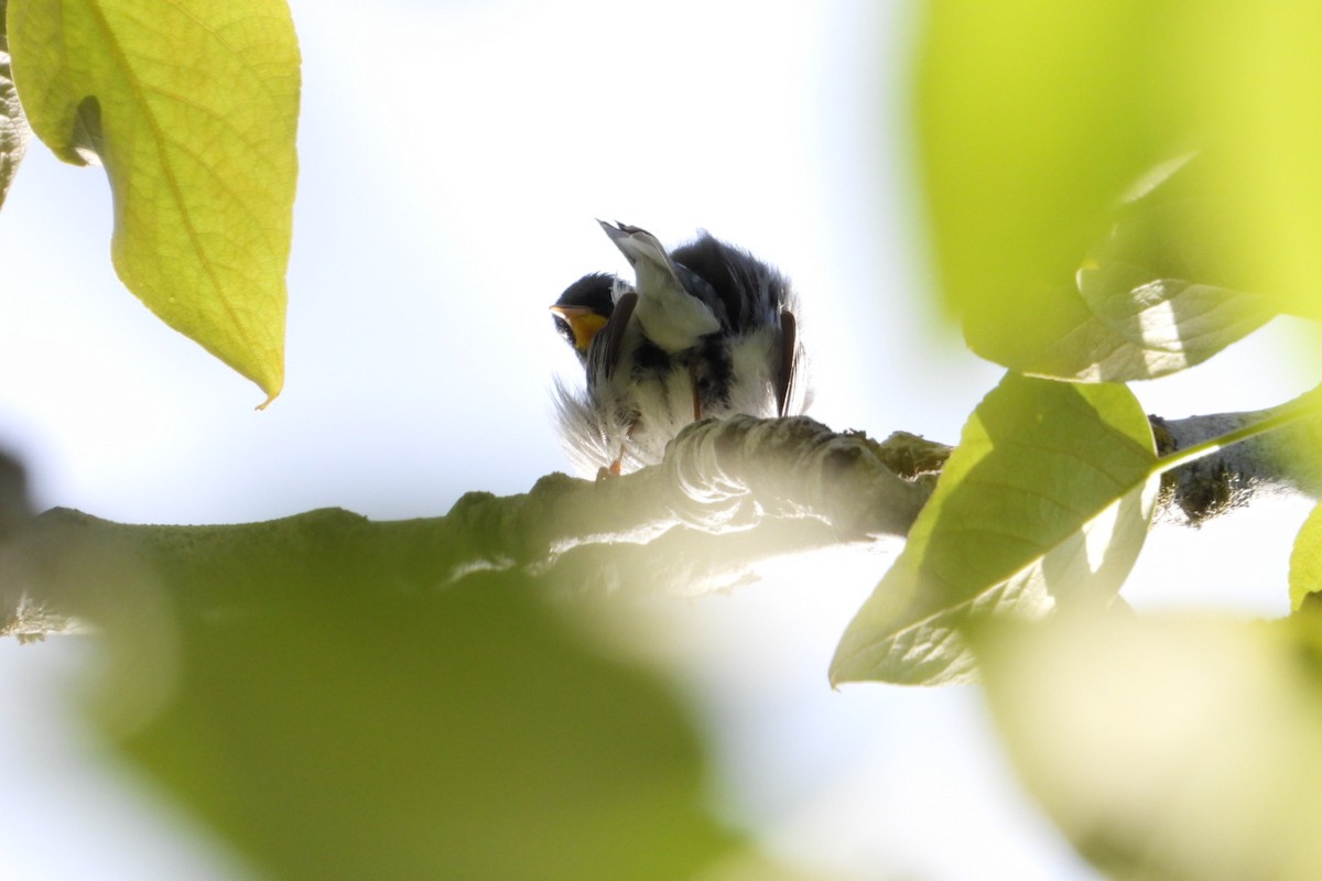 Northern Parula - ML619926487