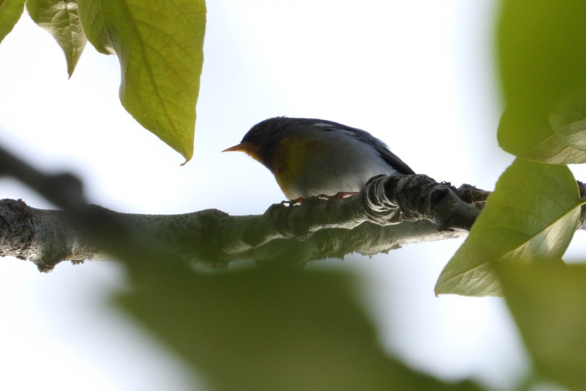 Northern Parula - ML619926488