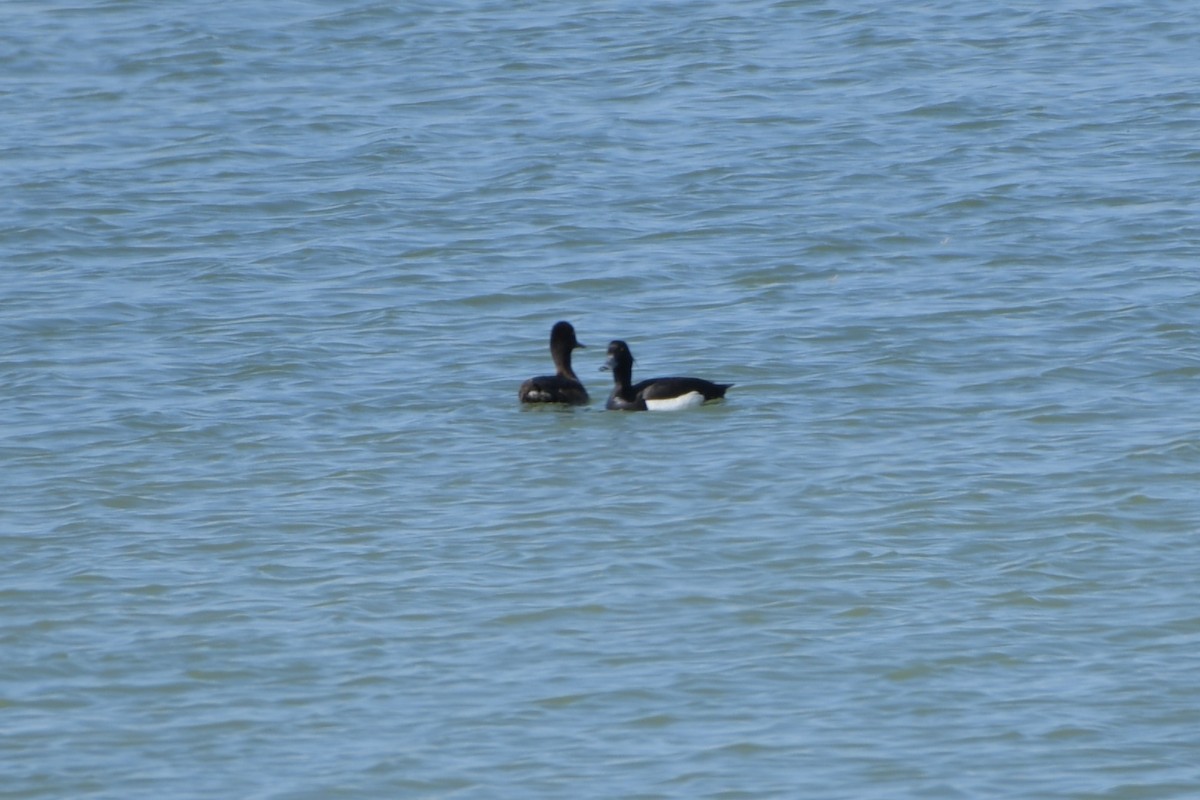 Tufted Duck - ML619926489