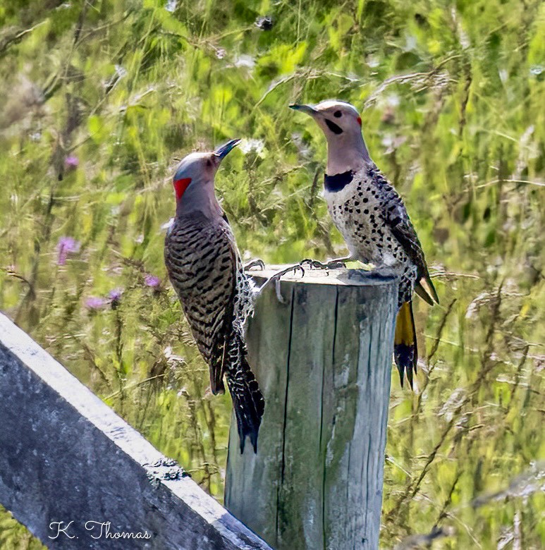Northern Flicker (Yellow-shafted) - ML619926494