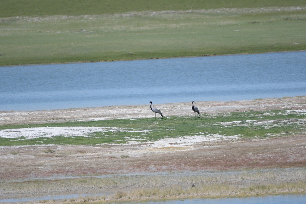 Demoiselle Crane - ML619926501