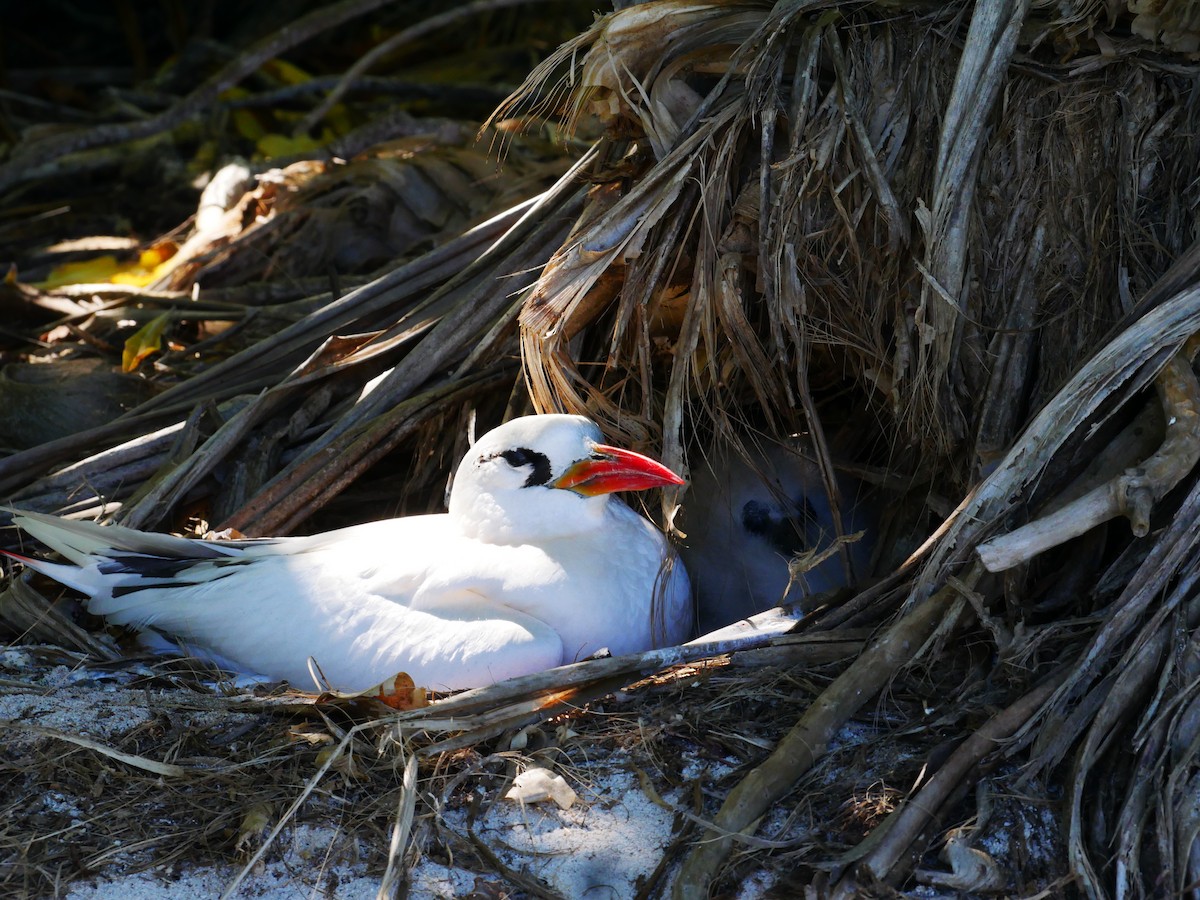 Red-tailed Tropicbird - ML619926504