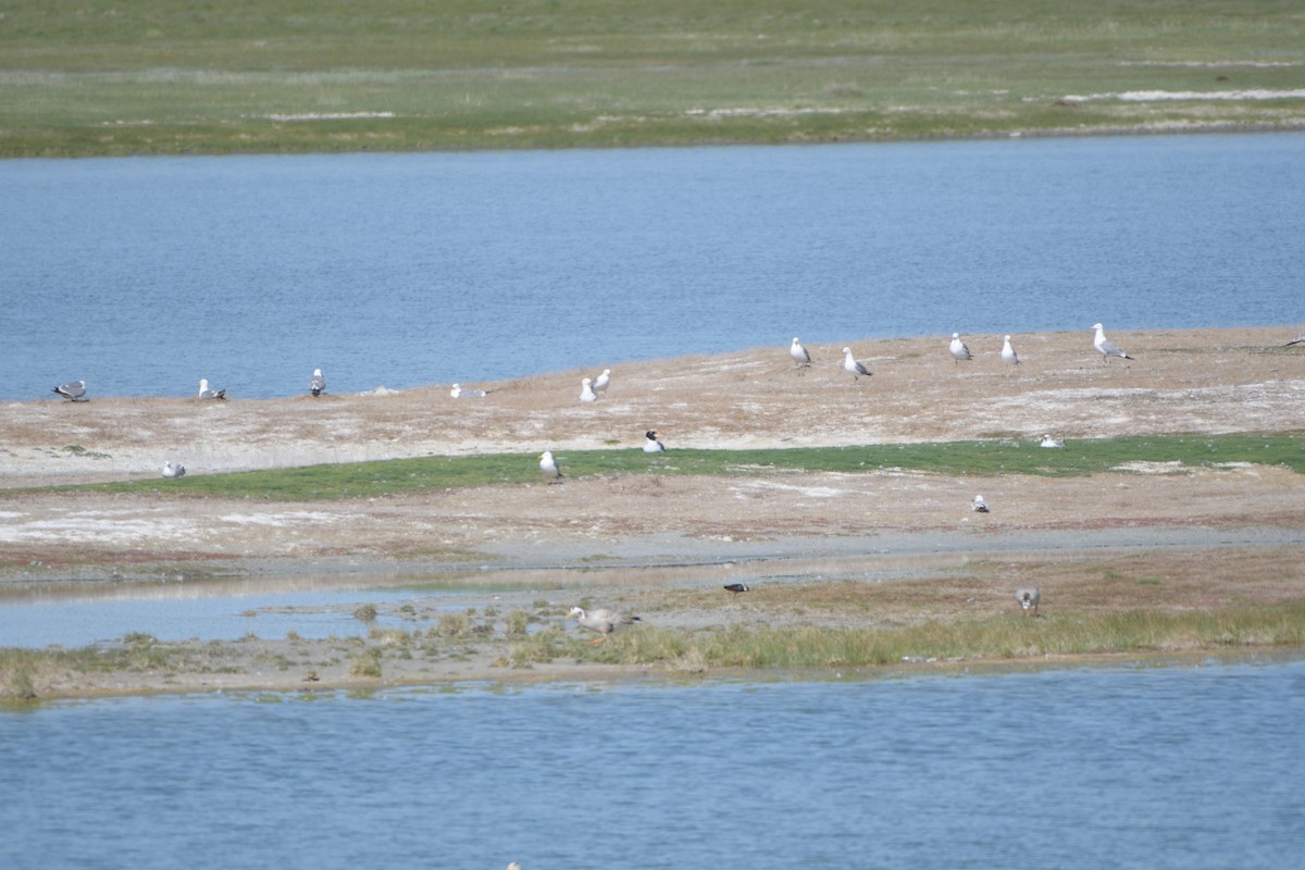 Pallas's Gull - ML619926518