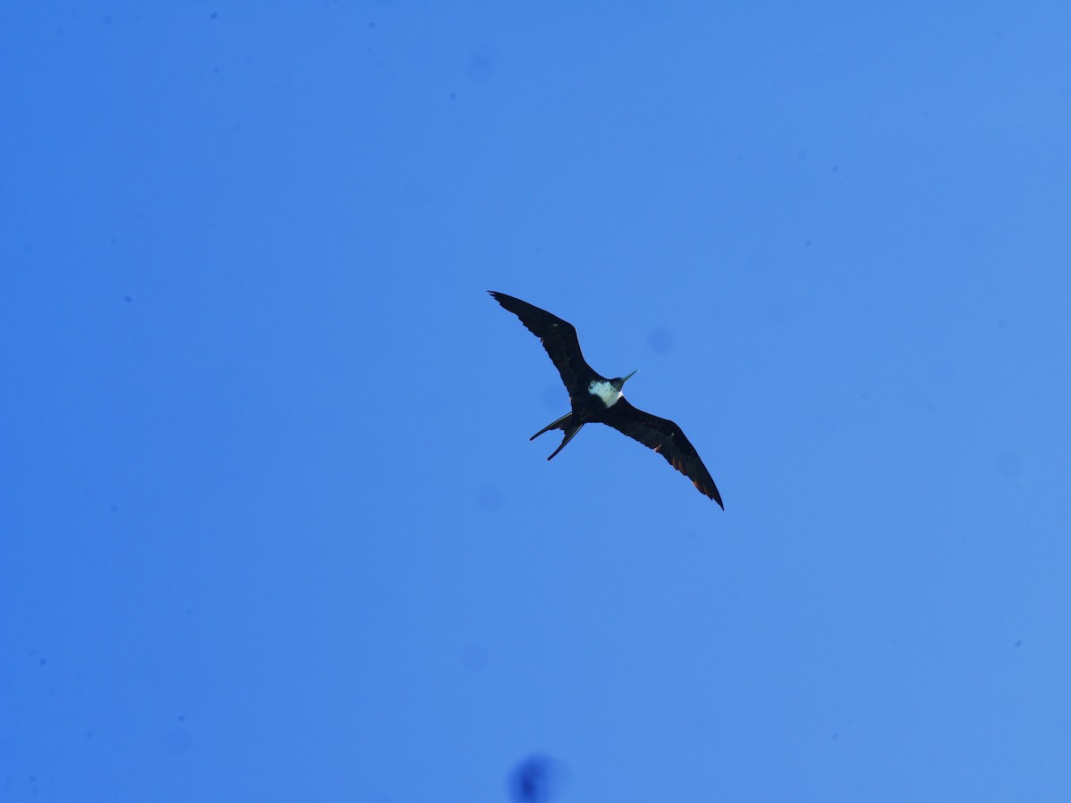 Great Frigatebird - ML619926519