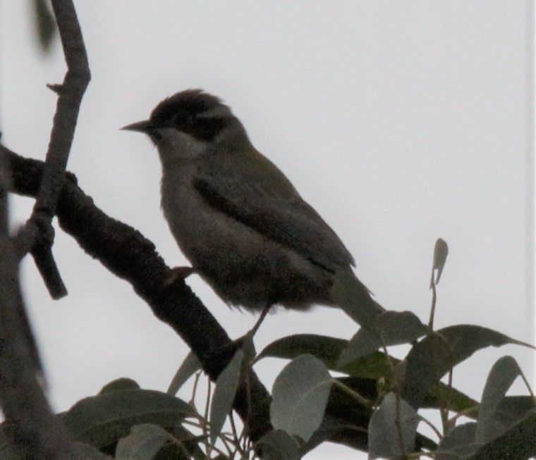 Brown-headed Honeyeater - ML619926544