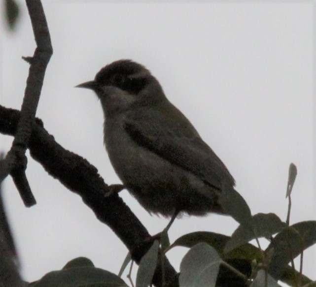 Brown-headed Honeyeater - ML619926545