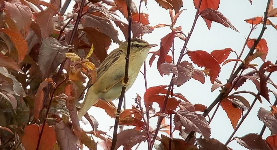 Sedge Warbler - ML619926557