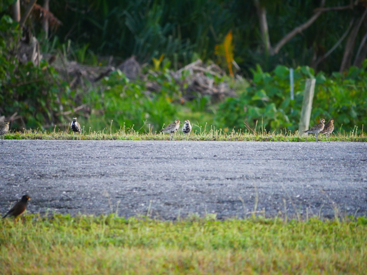 Pacific Golden-Plover - ML619926563