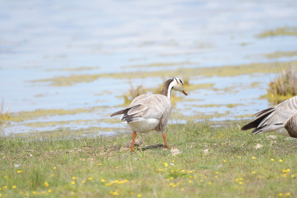 Bar-headed Goose - ML619926568