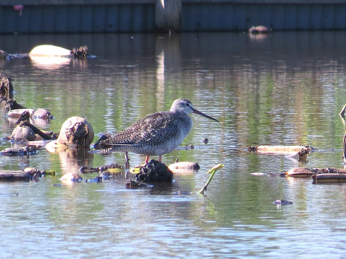 Spotted Redshank - ML619926570