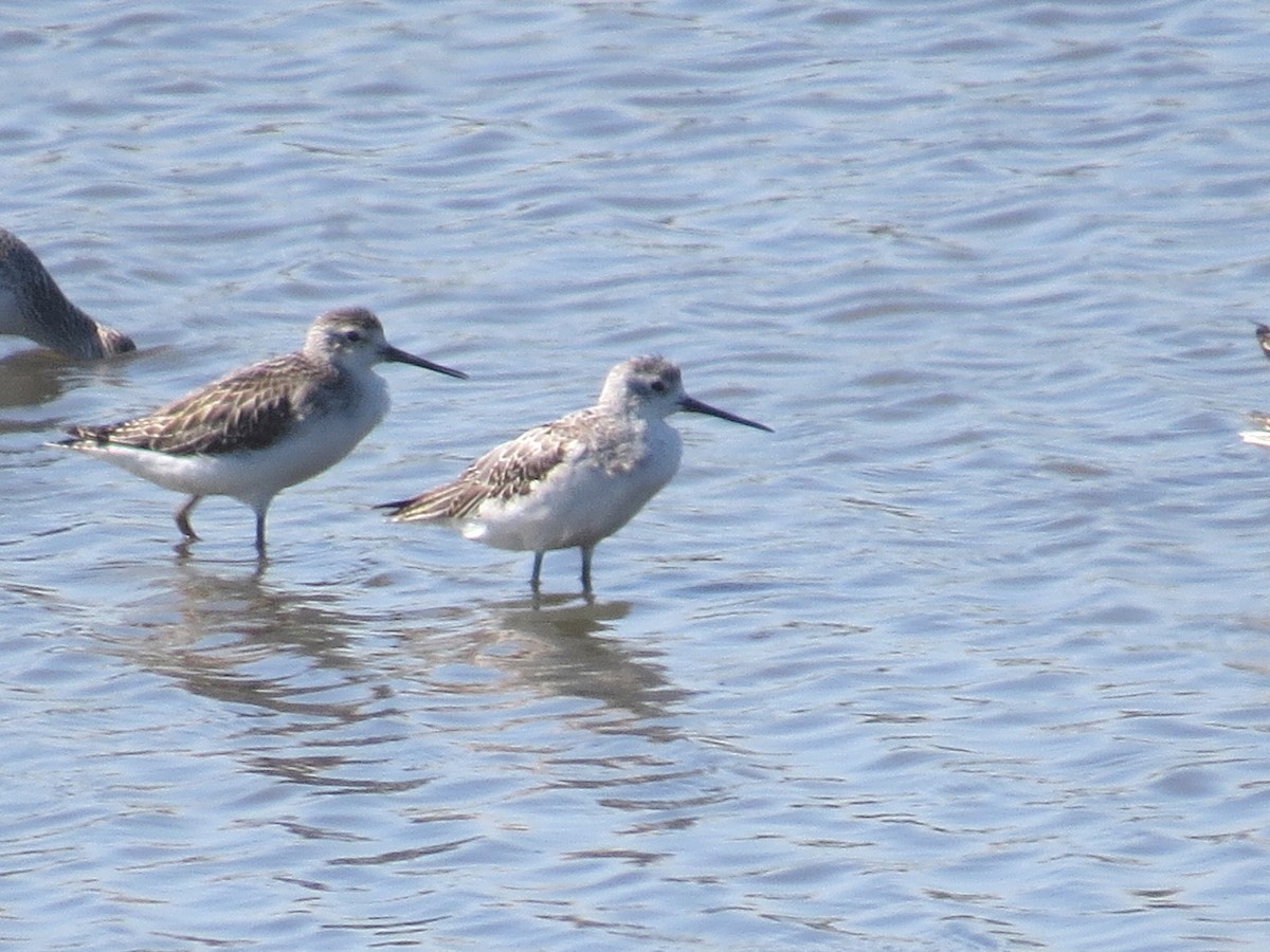 Marsh Sandpiper - ML619926607