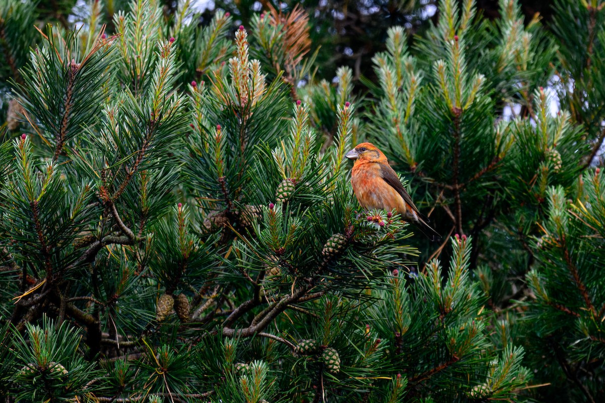 Red Crossbill - ML619926608