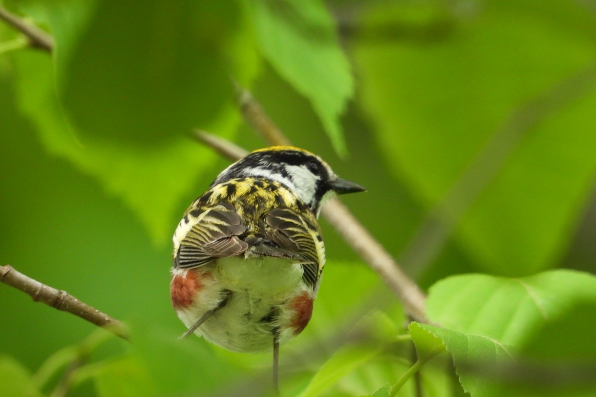 Chestnut-sided Warbler - ML619926616