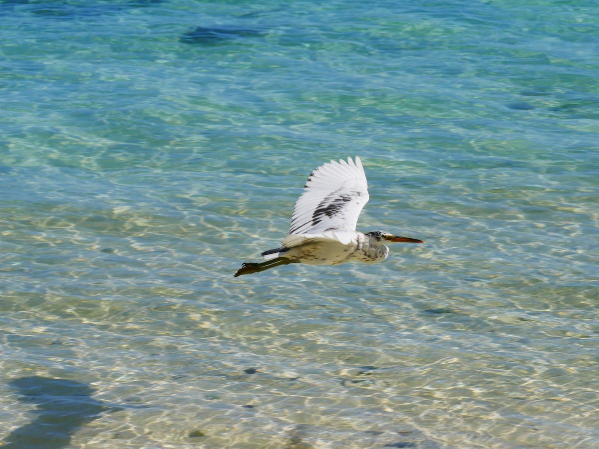 Pacific Reef-Heron - ML619926648