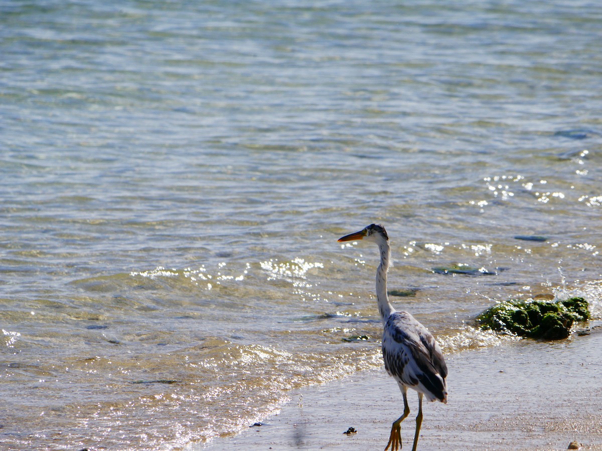 Pacific Reef-Heron - ML619926650