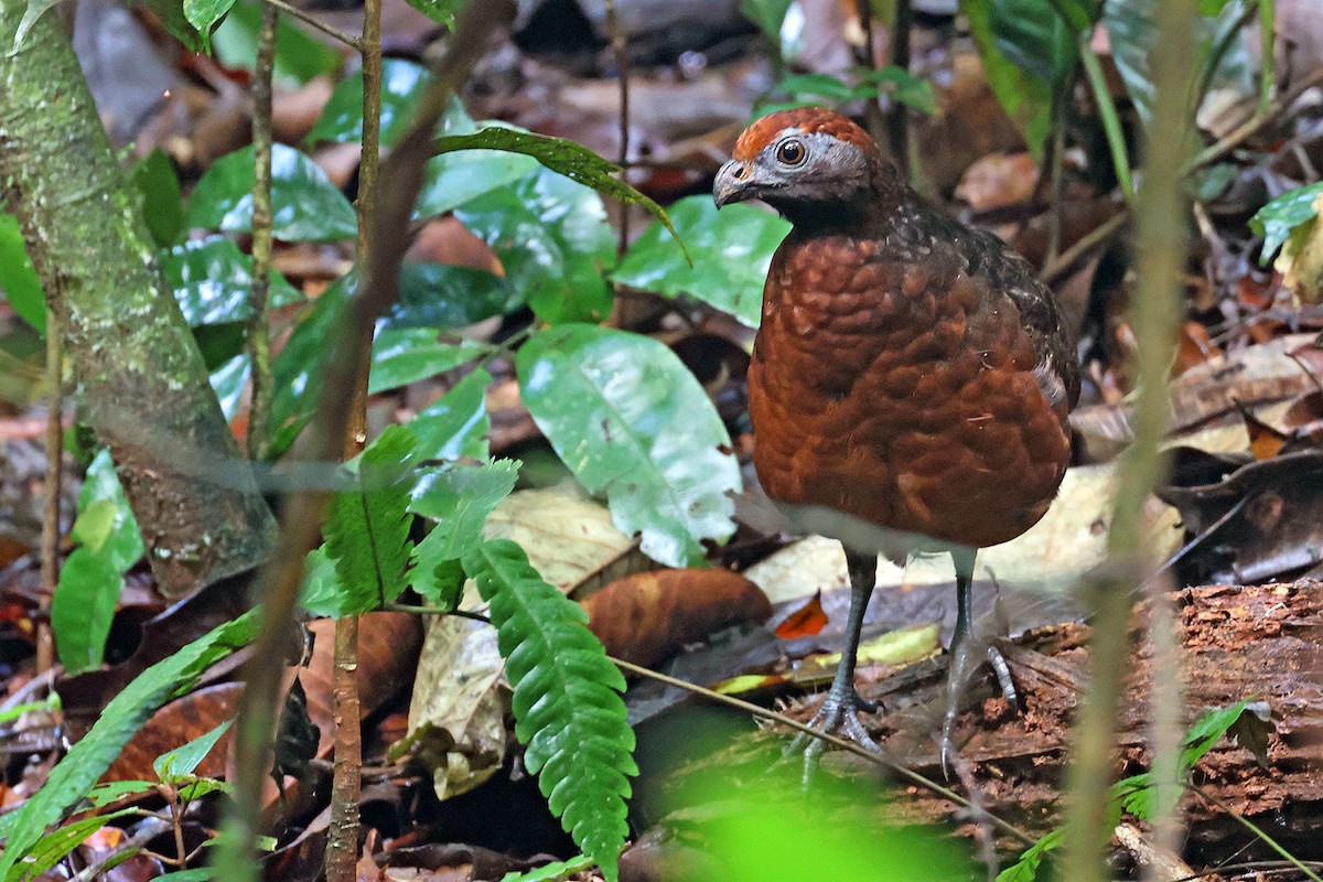 Black-eared Wood-Quail - ML619926654