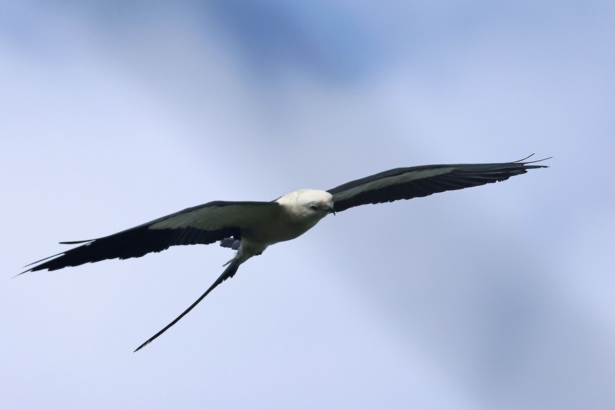 Swallow-tailed Kite - ML619926656