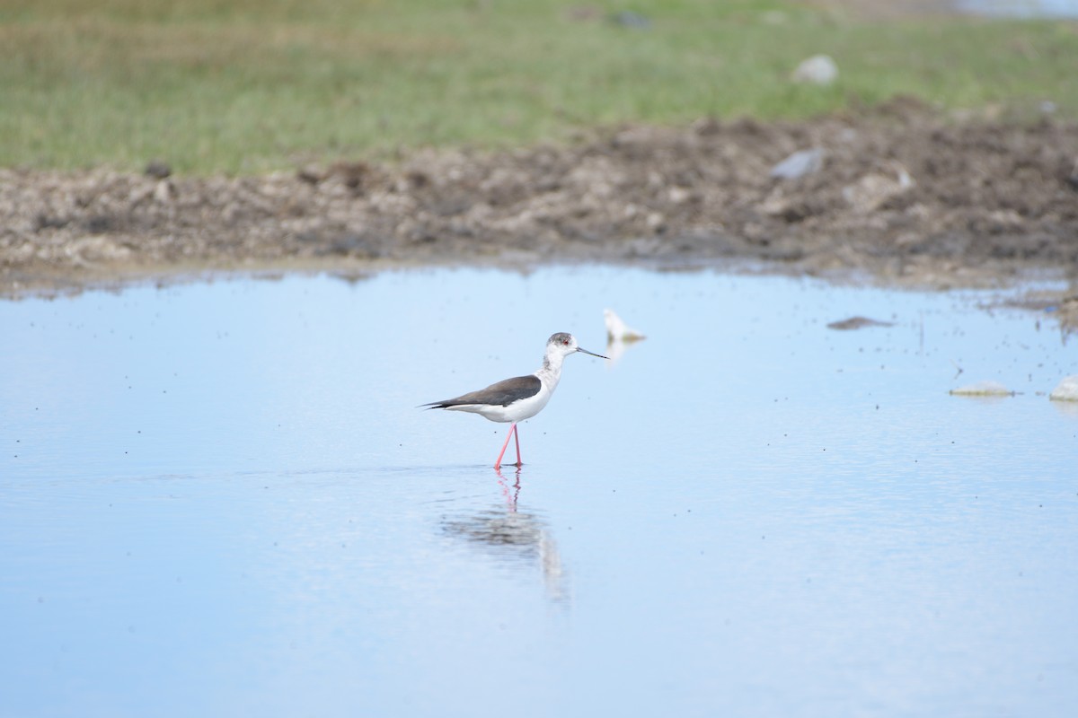 Black-winged Stilt - ML619926657