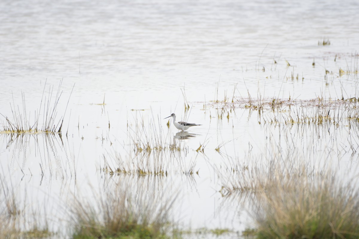 Black-winged Stilt - ML619926658