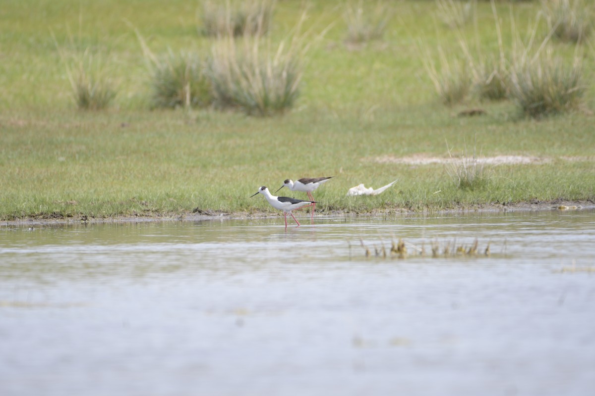 Black-winged Stilt - ML619926661