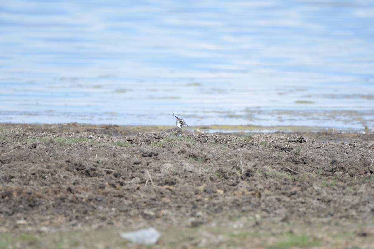 Northern Lapwing - ML619926671