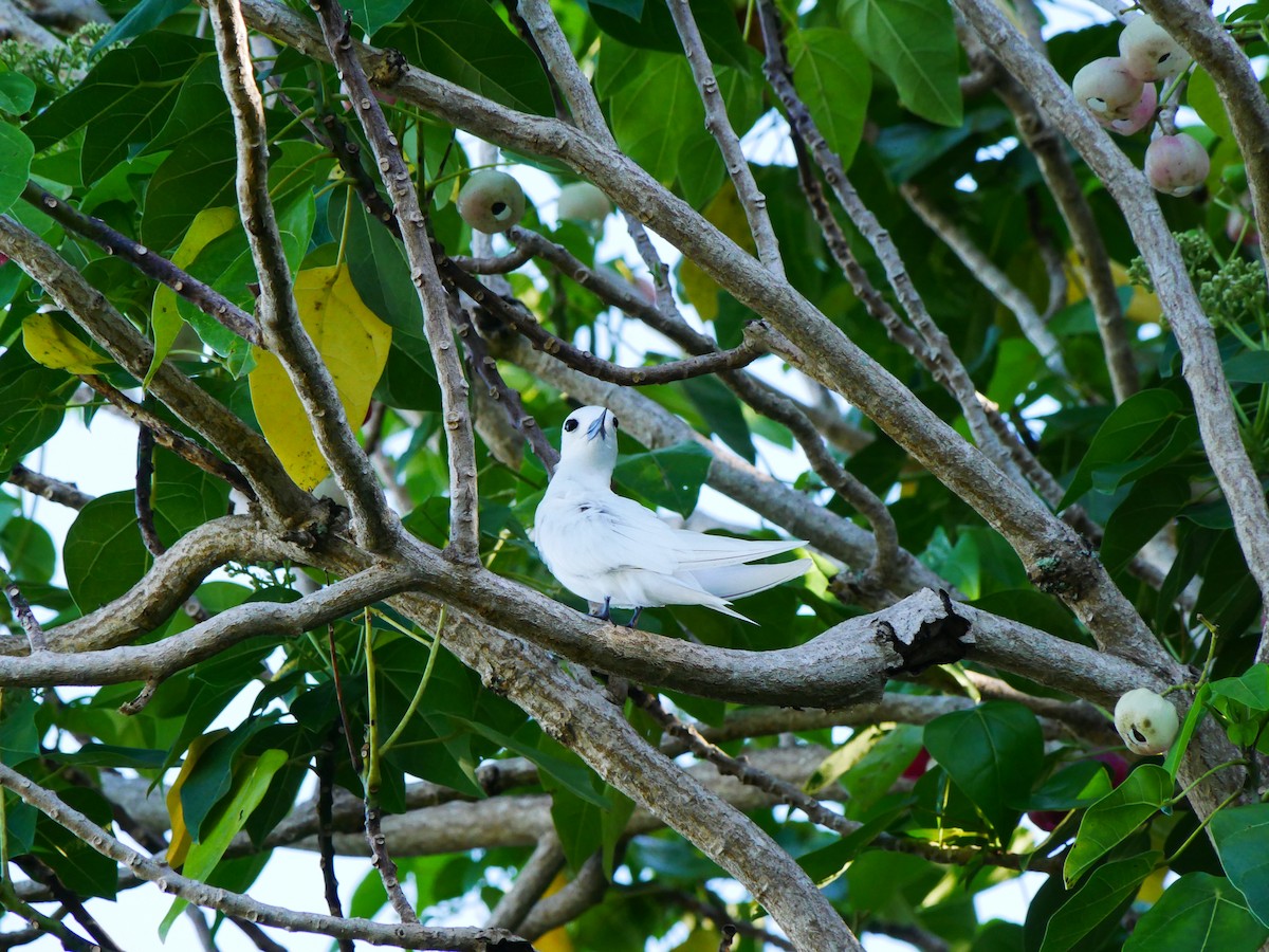 Charrán Blanco - ML619926673