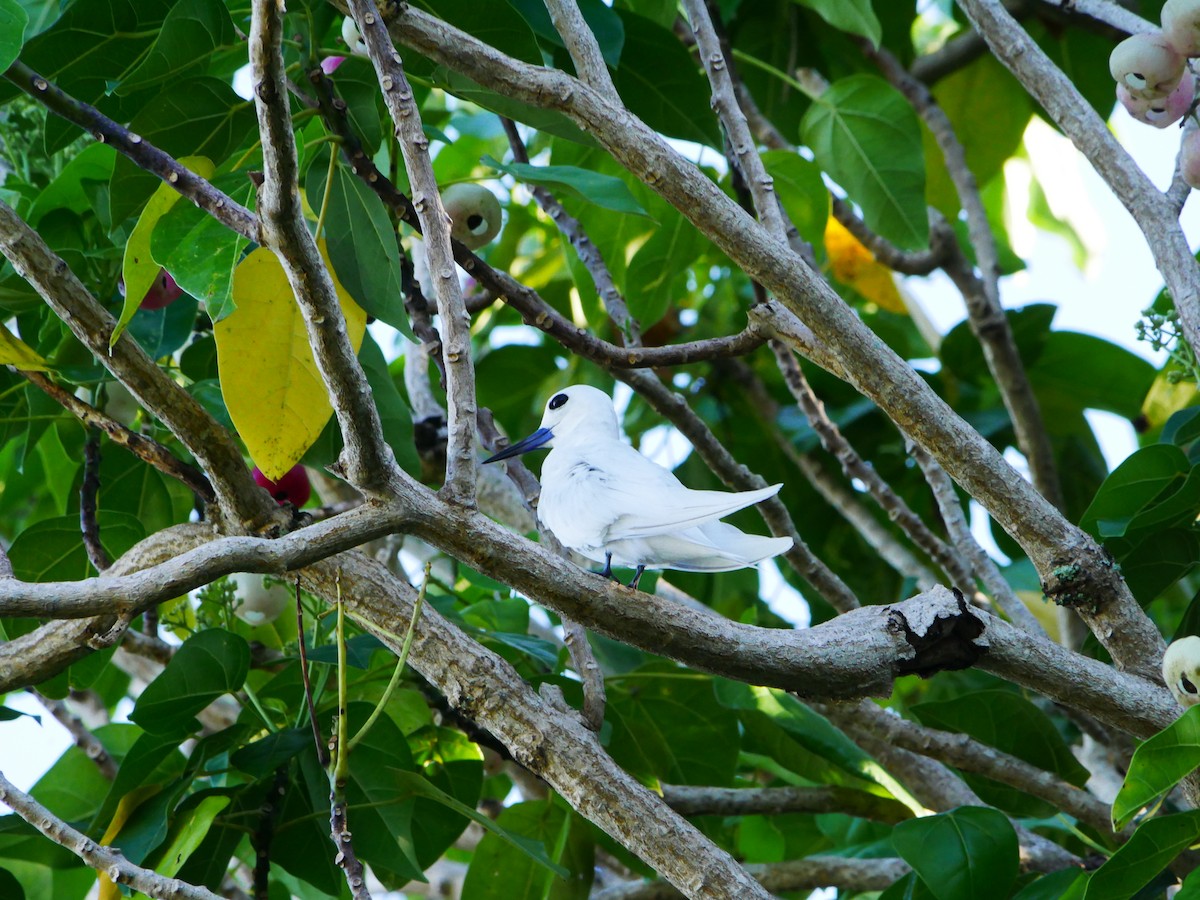 Charrán Blanco - ML619926674