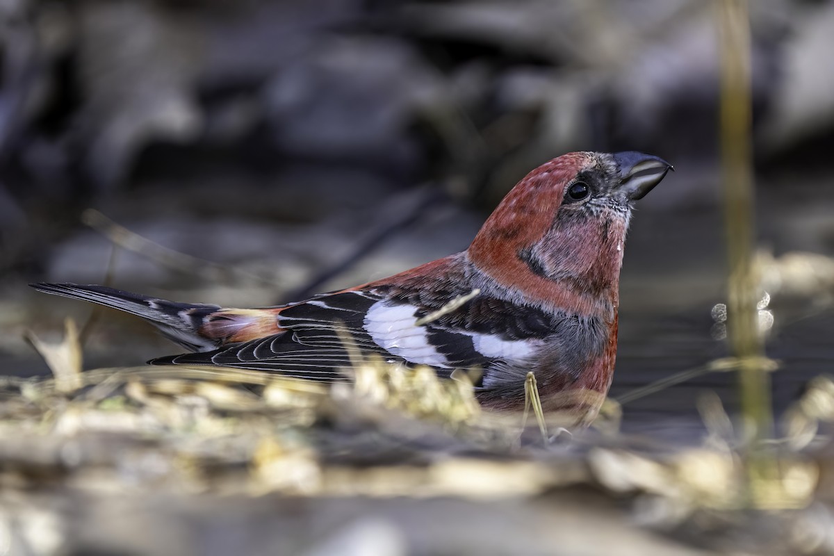 Mokoker hegalzuria - ML619926733