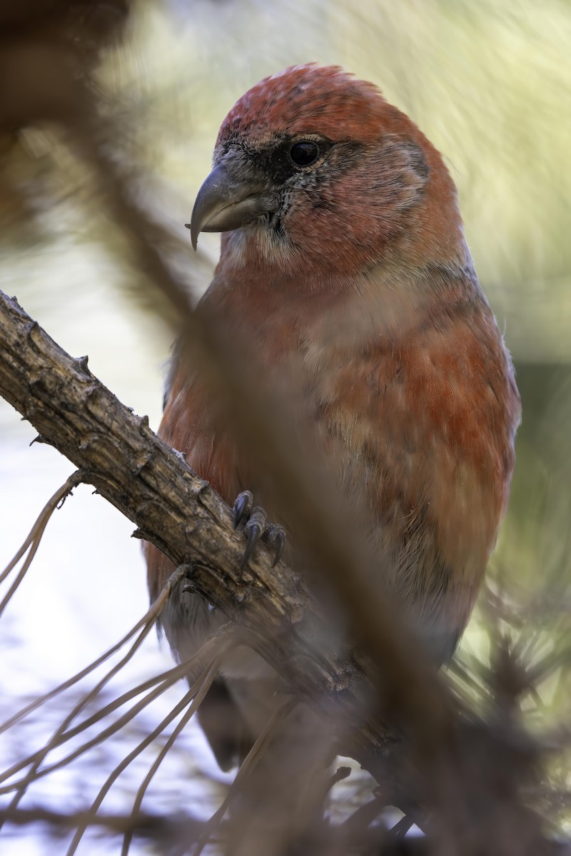 White-winged Crossbill - ML619926734