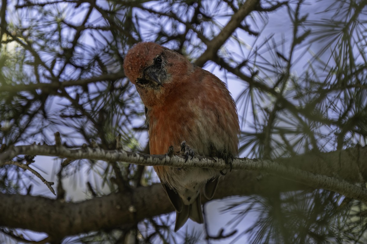 White-winged Crossbill - ML619926735