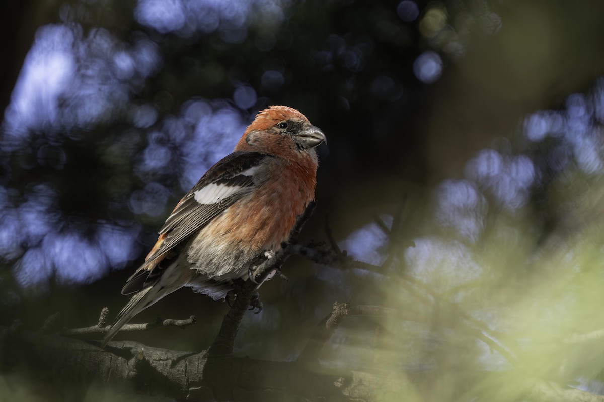 Mokoker hegalzuria - ML619926736